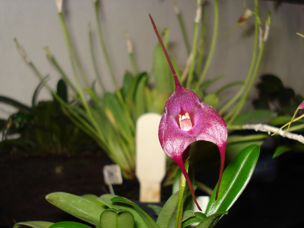 miamiorquis401.jpg
