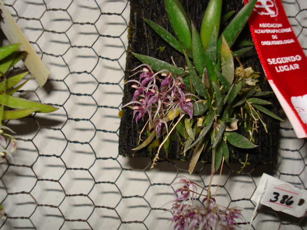 miamiorquis402.jpg