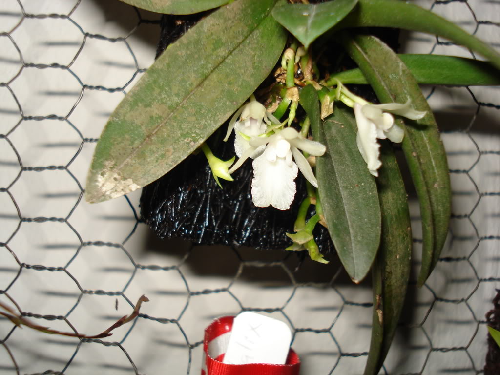 miamiorquis403.jpg
