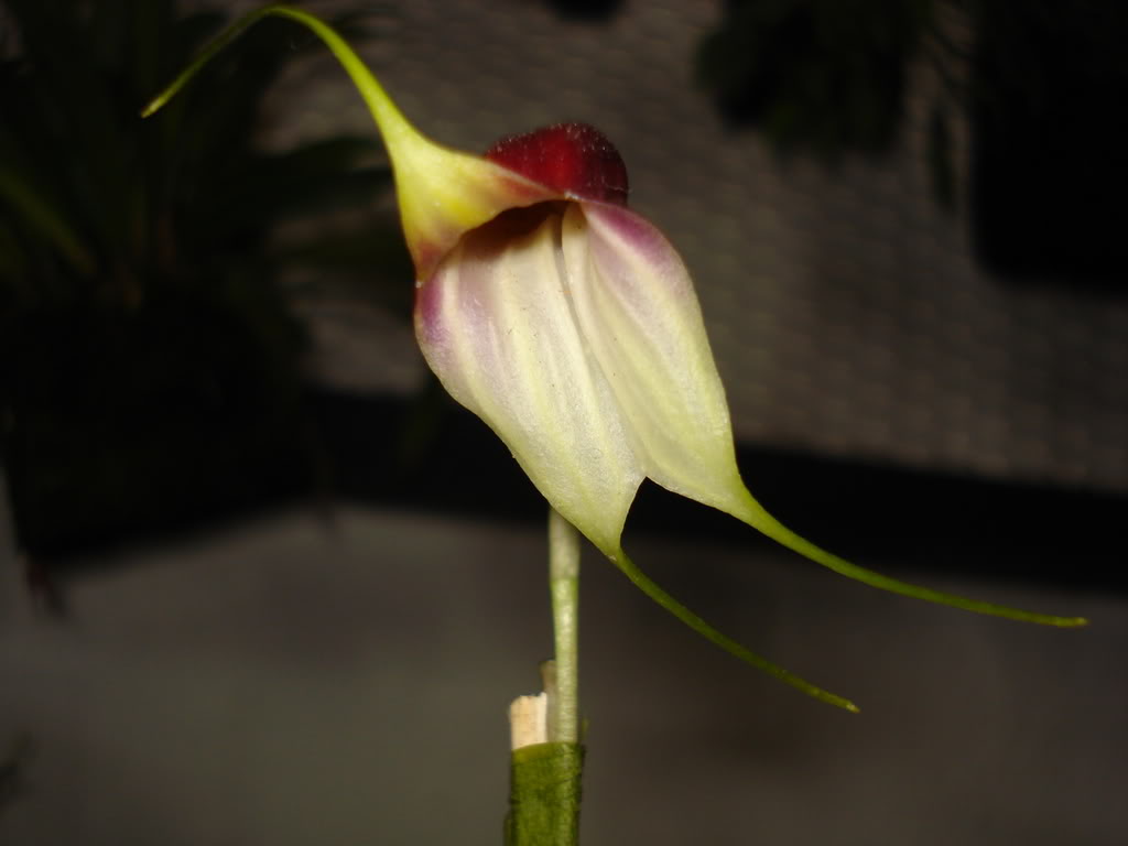 miamiorquis405.jpg