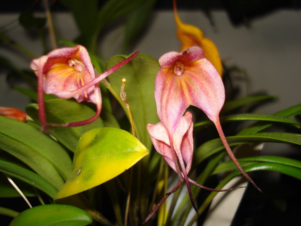 miamiorquis406.jpg