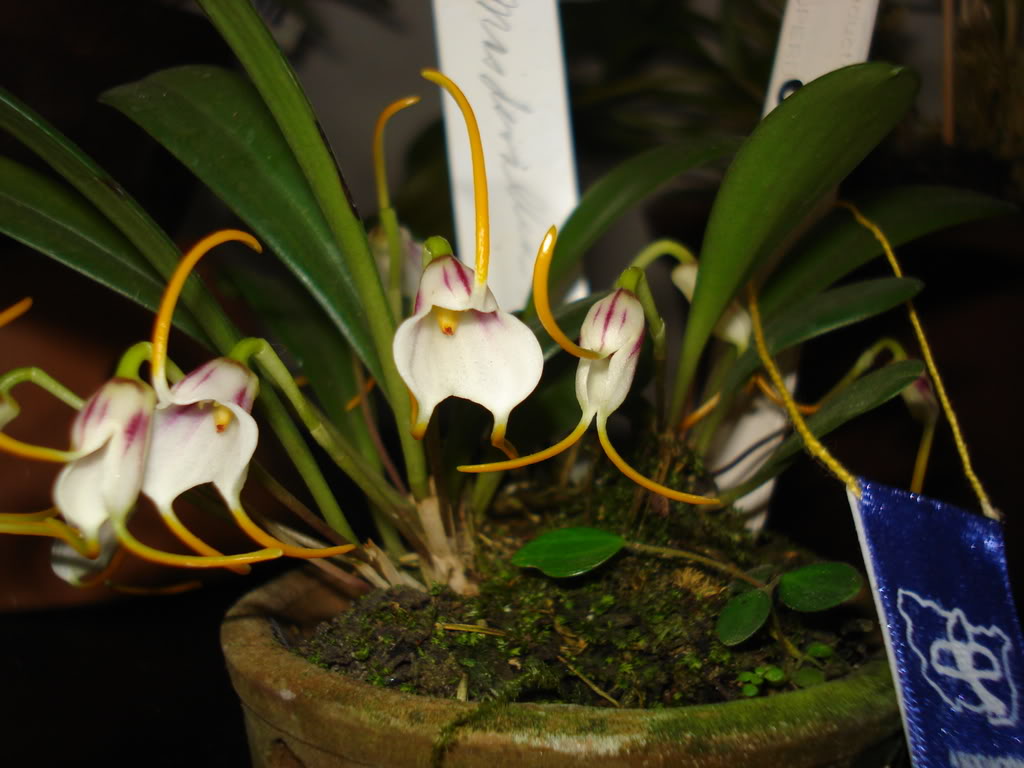 miamiorquis407.jpg