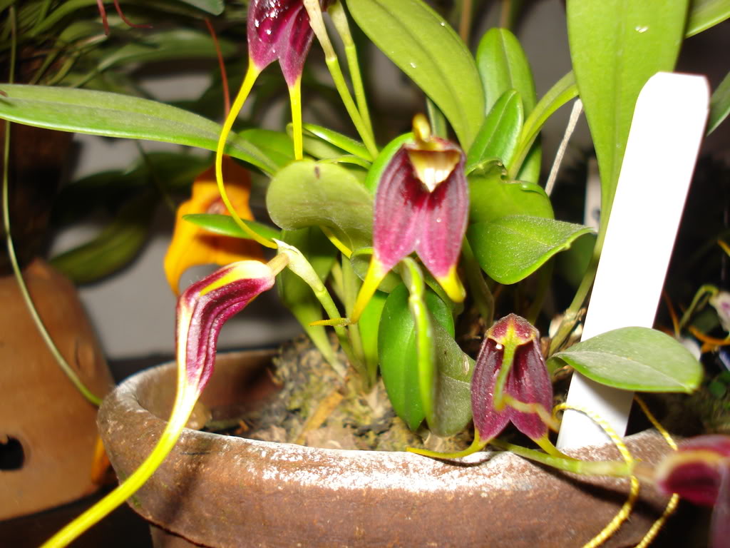 miamiorquis408.jpg