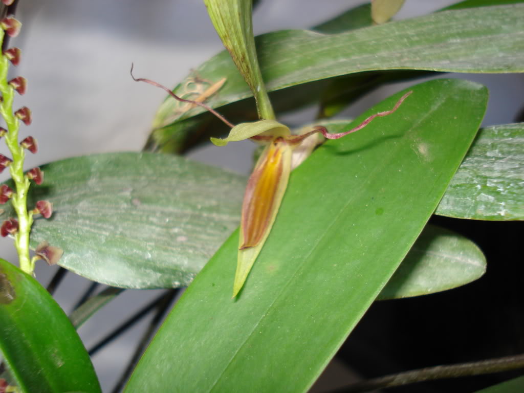 miamiorquis414.jpg