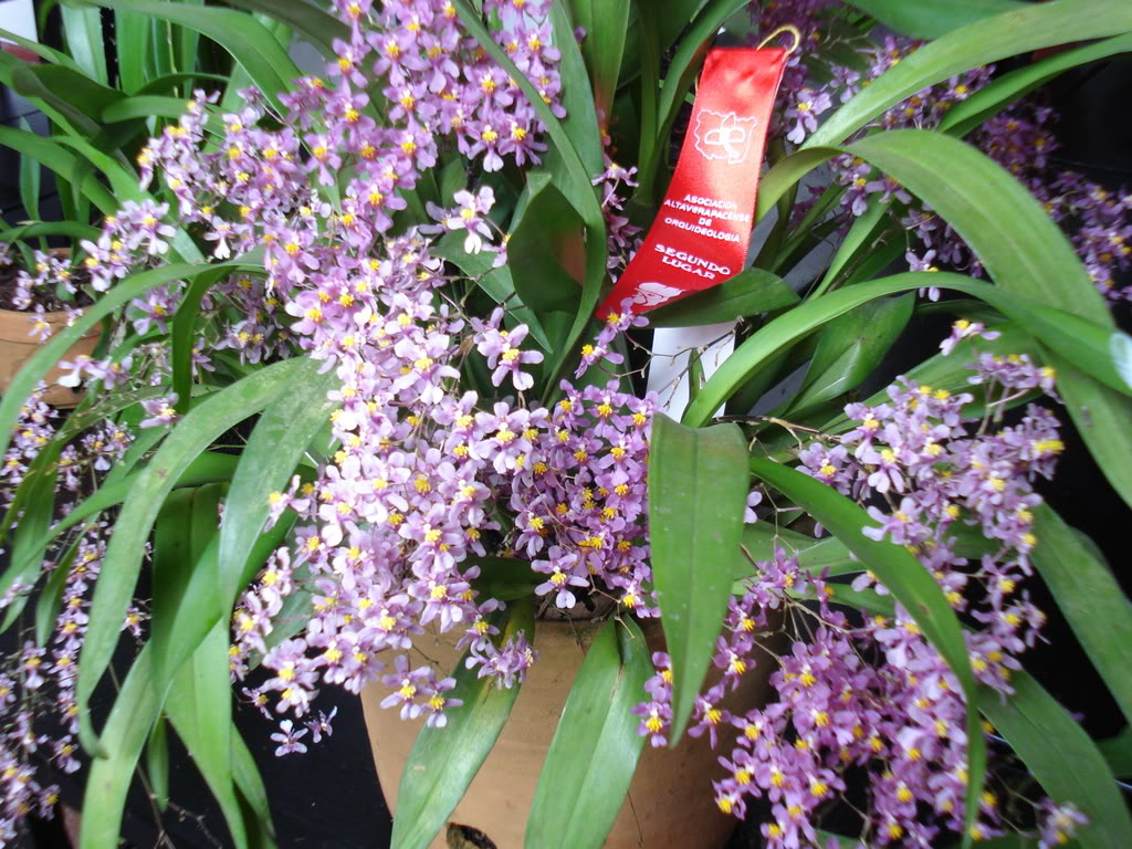 miamiorquis415.jpg
