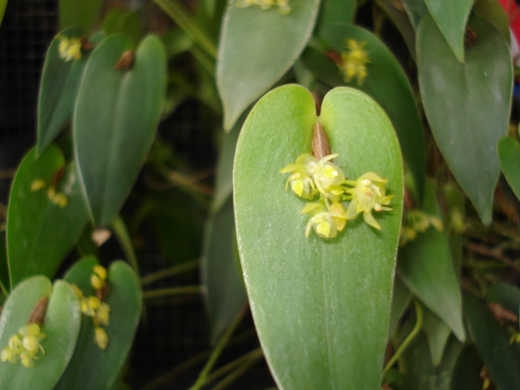 miamiorquis416.jpg