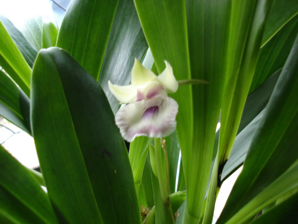 miamiorquis417.jpg