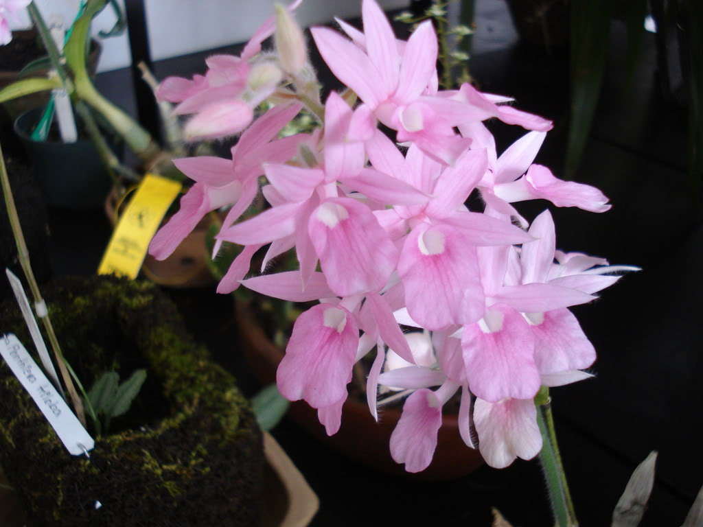 miamiorquis418.jpg