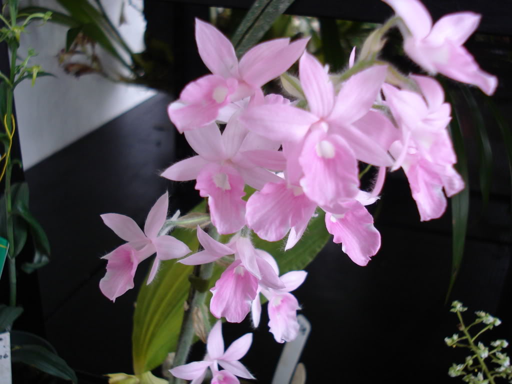 miamiorquis419.jpg