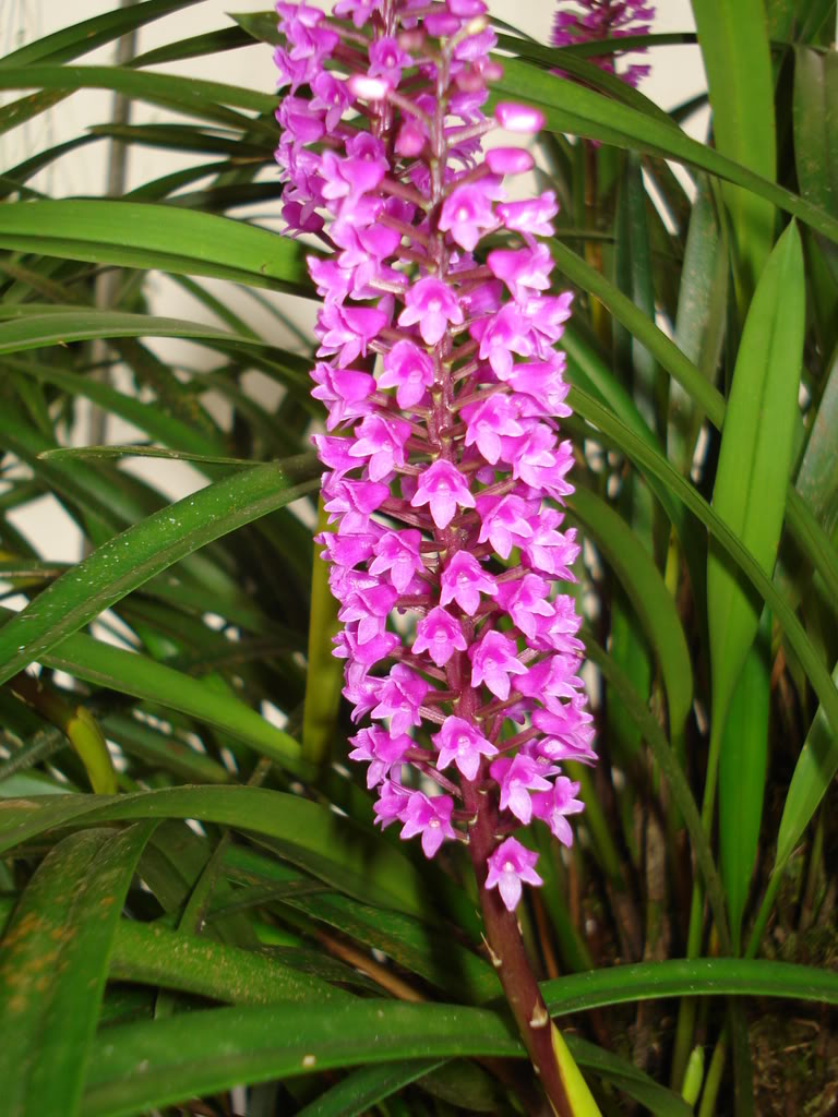 miamiorquis420.jpg