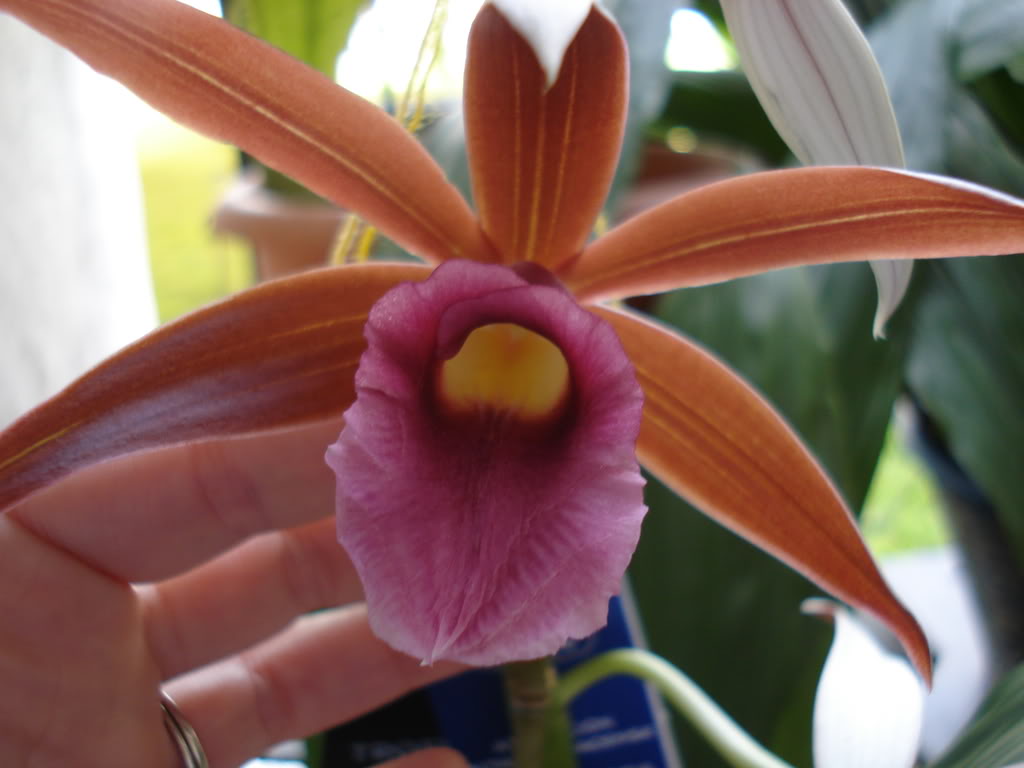 miamiorquis422.jpg