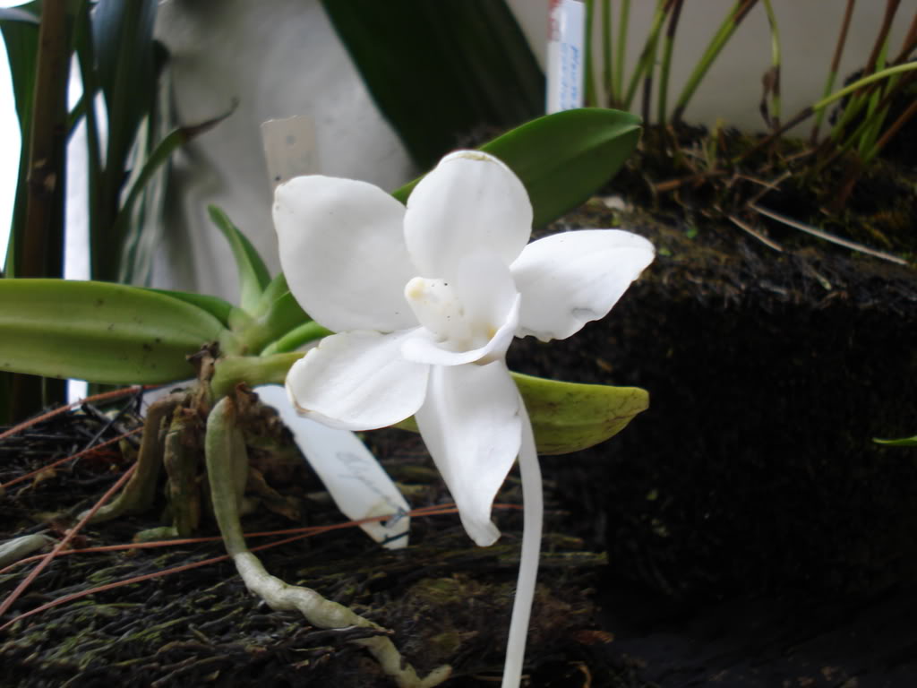 miamiorquis423.jpg