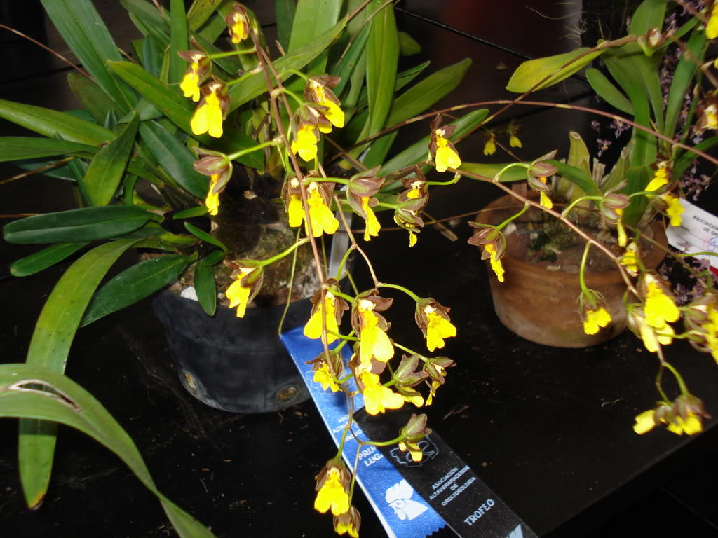 miamiorquis427.jpg