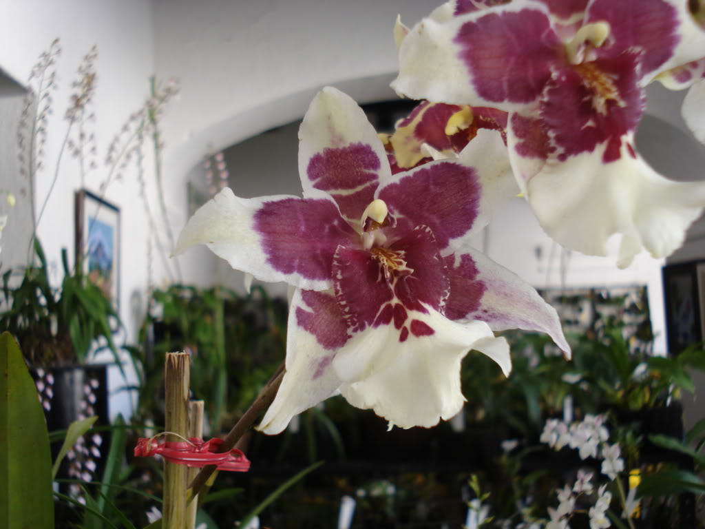 miamiorquis431.jpg