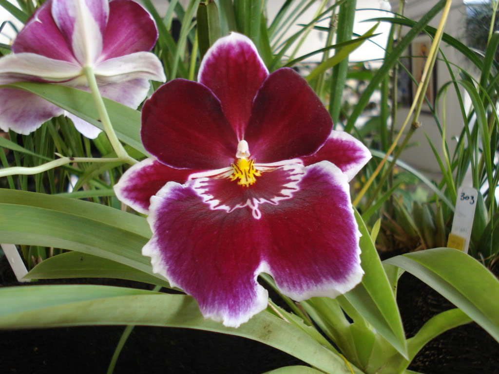 miamiorquis432.jpg
