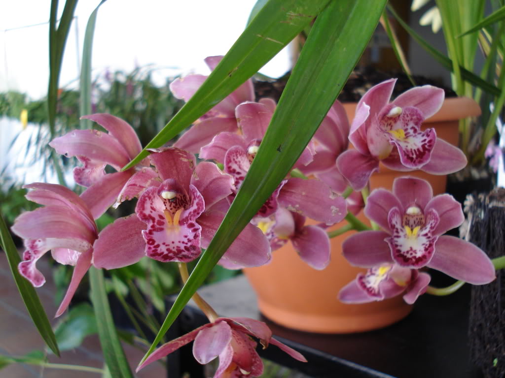miamiorquis434.jpg