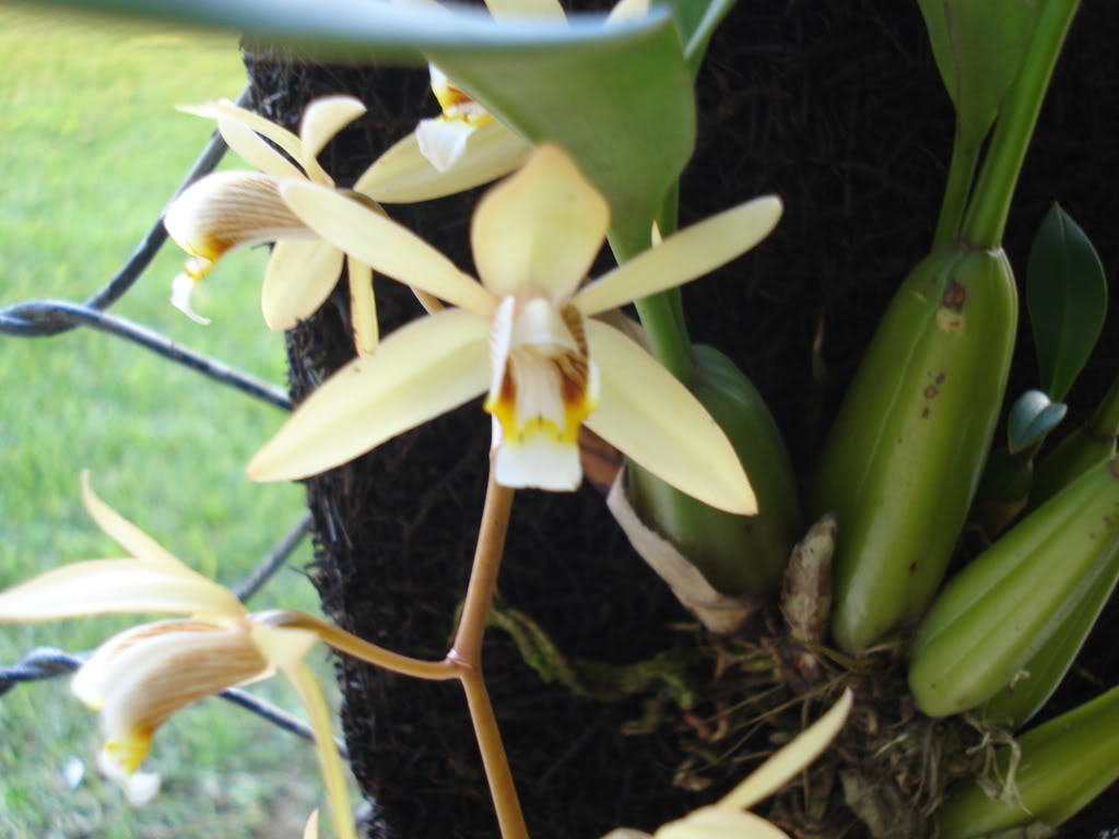 miamiorquis436.jpg