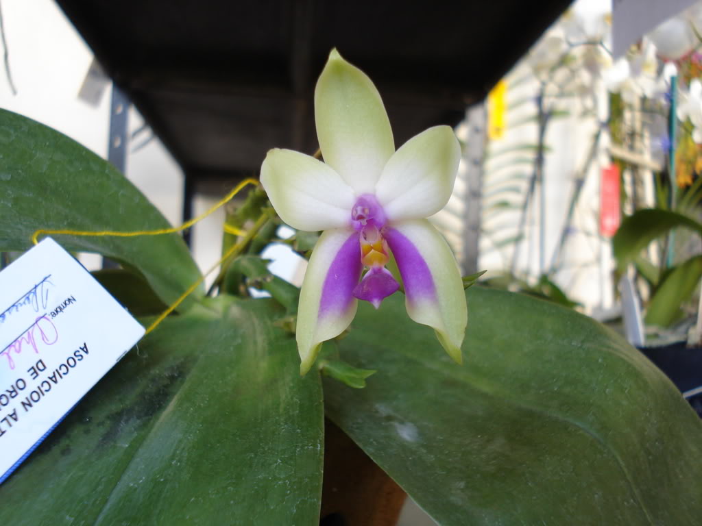 miamiorquis447.jpg