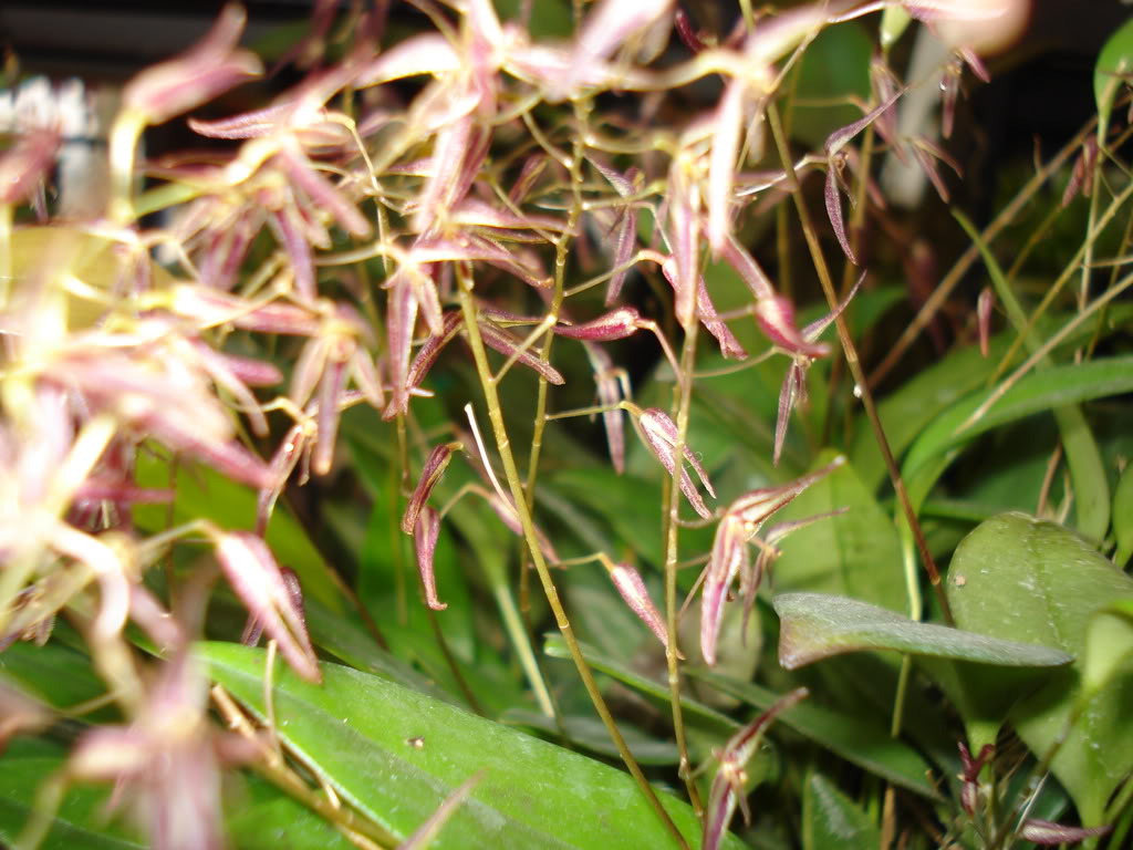 miamiorquis456.jpg