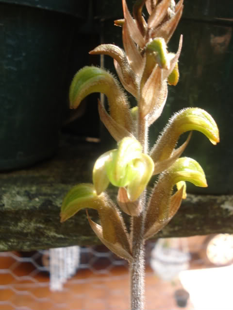 mibellaluddemaniana004-1.jpg