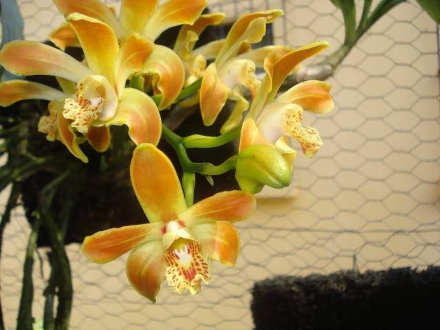 mibellaluddemaniana008.jpg