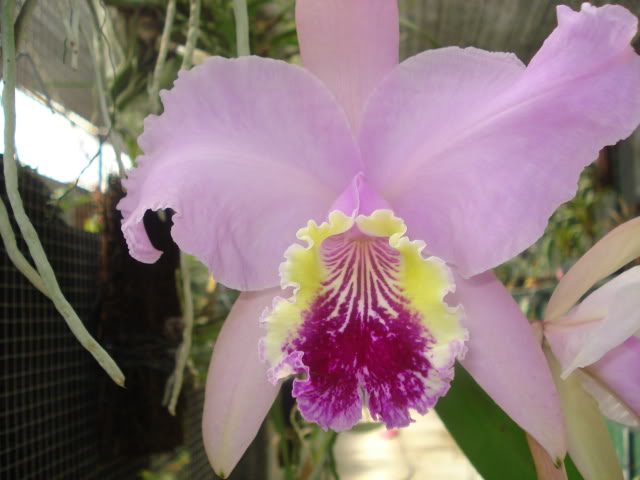 mibellaluddemaniana018.jpg