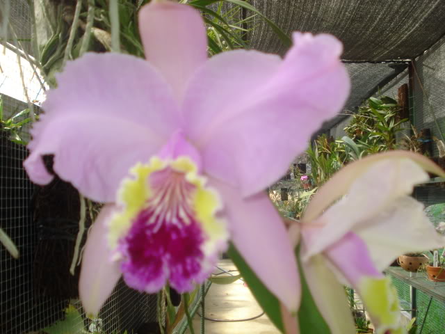 mibellaluddemaniana020.jpg