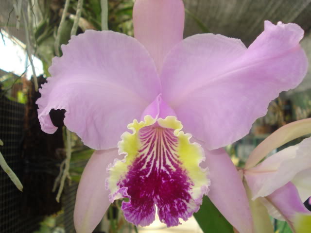 mibellaluddemaniana021.jpg