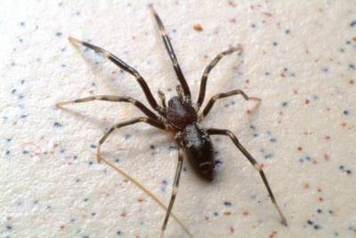 Micaria_spp.jpg