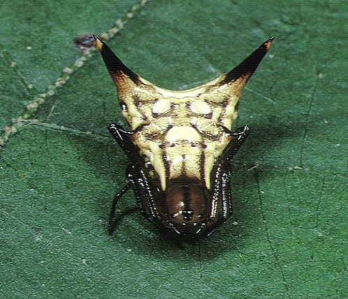 Micrathena.acuta.-.tanikawa.jpg