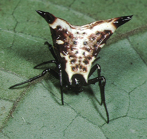 Micrathena.lucasi.-.tanikawa.jpg