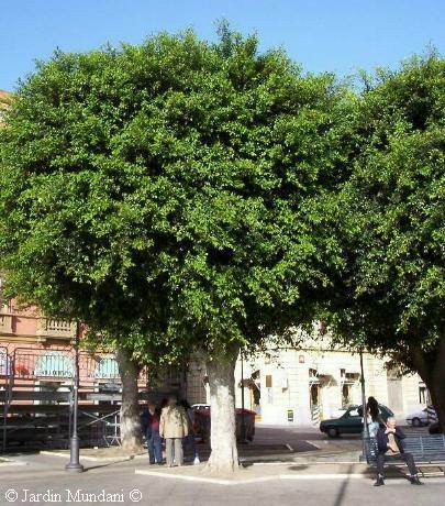 microcarpa1.jpg