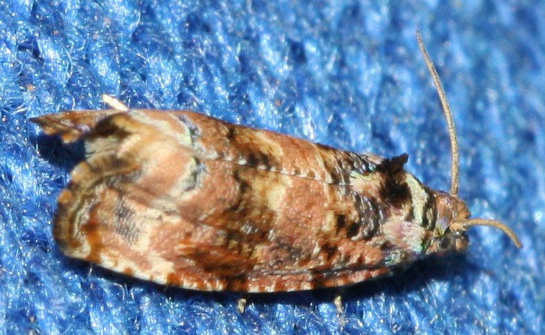 microlep1hoag.jpg