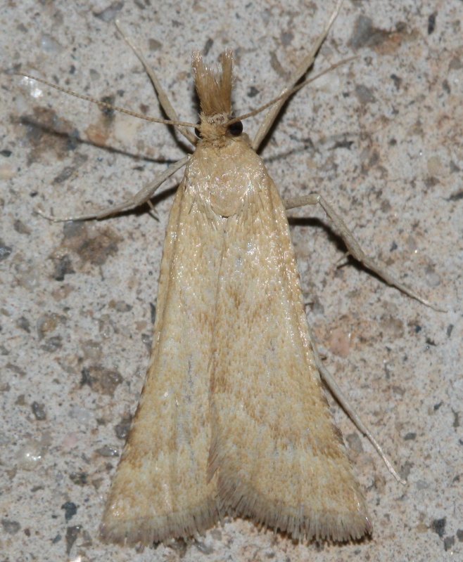 microlep2hoag.jpg