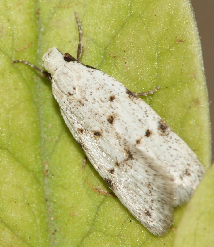microlep3hoag.jpg