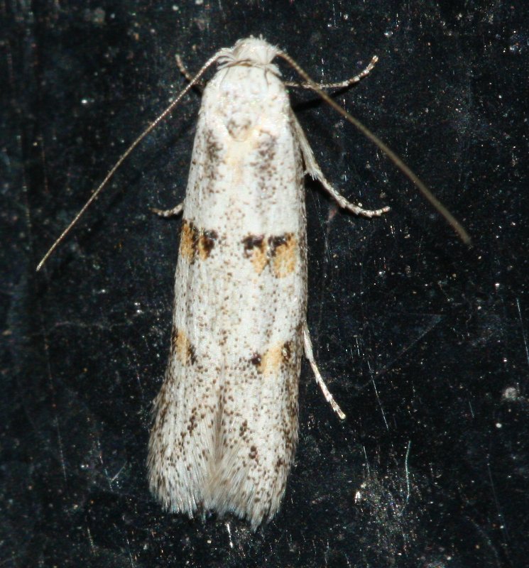 microlephoag.jpg
