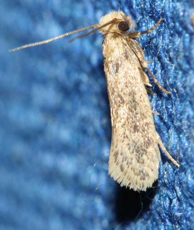microlephoju.jpg