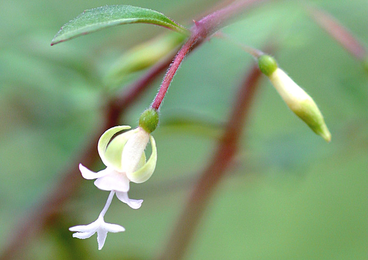 microphylla%20ssp.hidalgensis.jpg