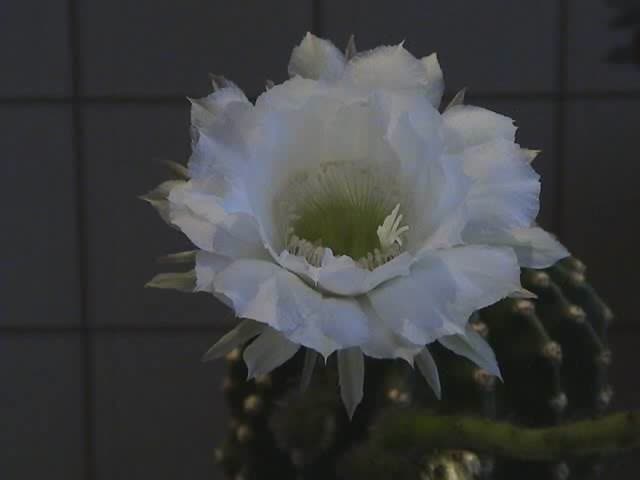 mid-Echinopsis.ogv.jpg