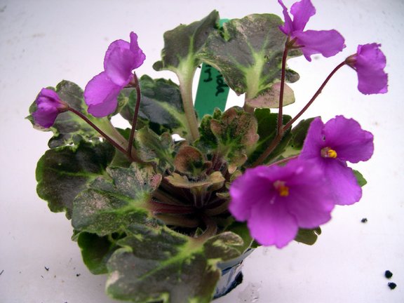 Mikinda%20Girl%20plant%20080630.jpg