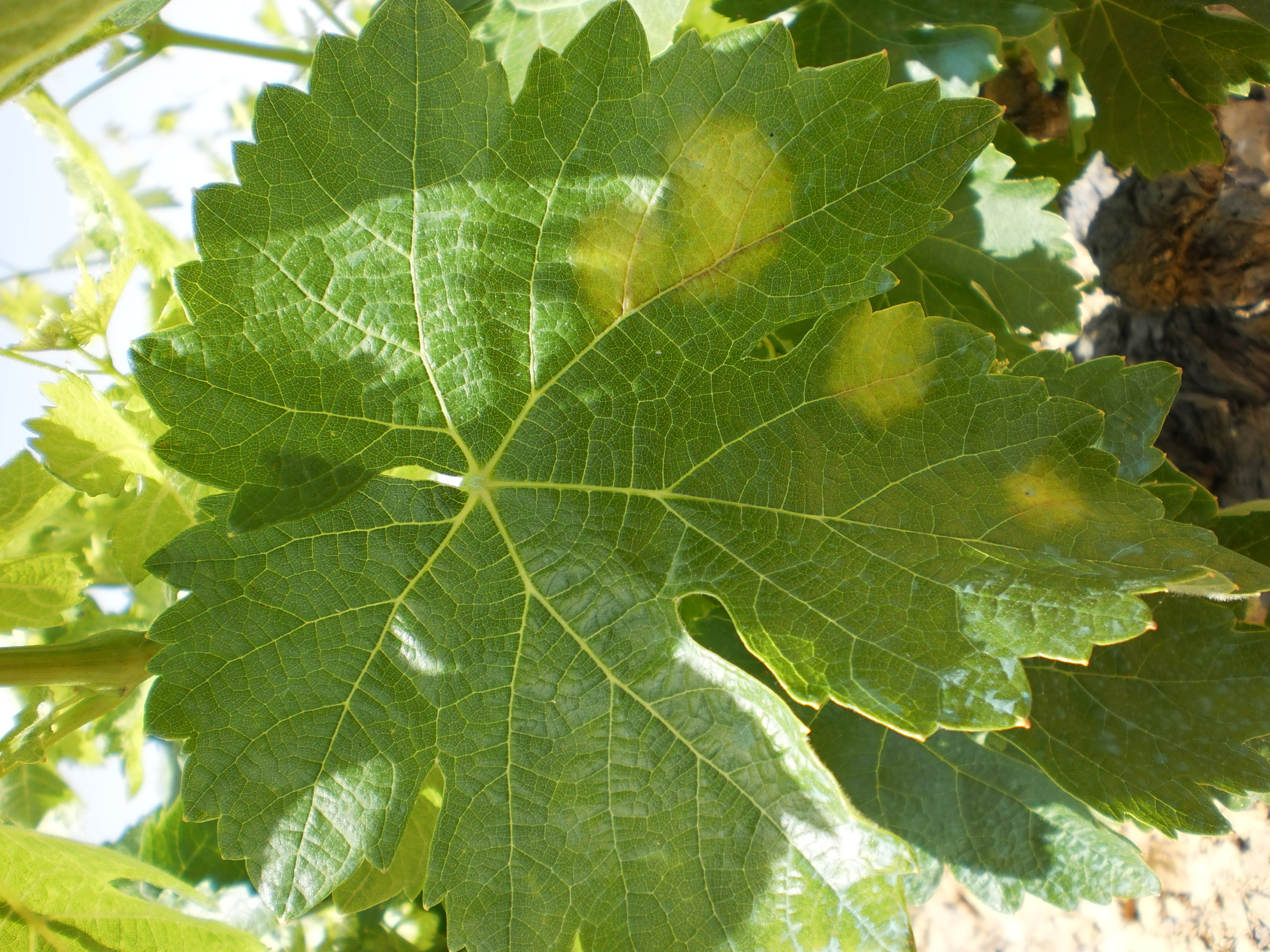 Mildiu_P5140004.jpg