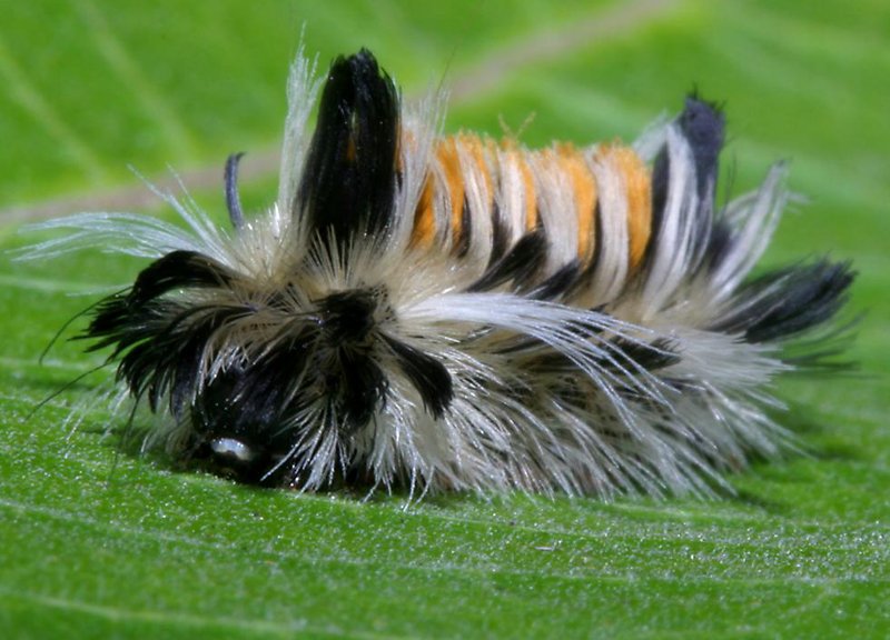 MilkweedTussockMothCaterpillar11oClock.jpg