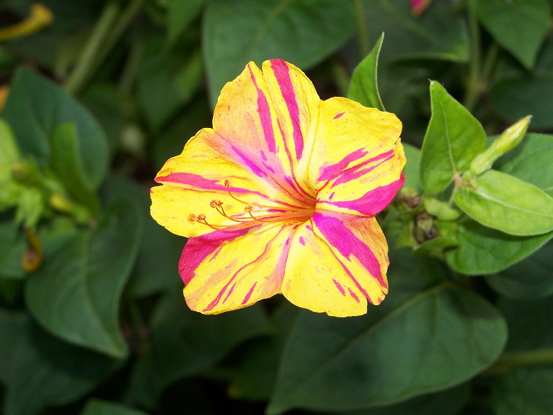 millas-mirabilis-jalapa-envio-toda-espana-mirabilis-jalapa-cv.-bicolor-zweifarbige-wunderblume-1.jpg