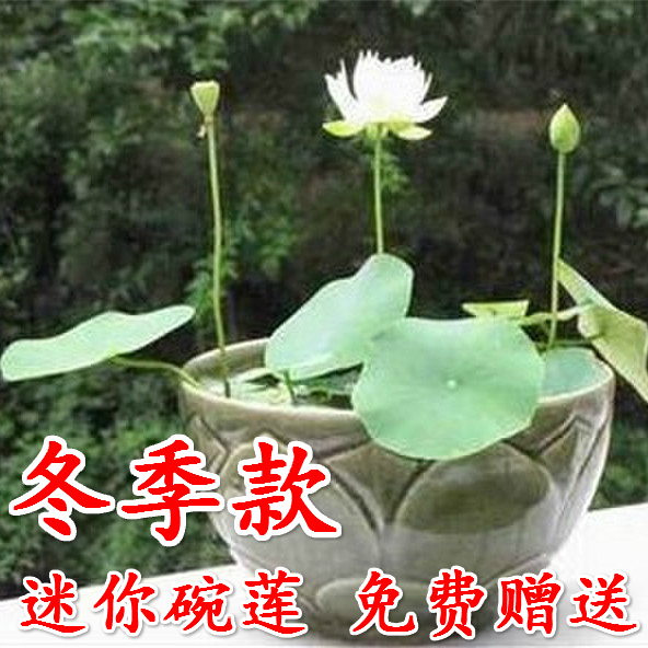 millas-Nelumbo-nucifera-hydrophyte-peque%C3%B1o-lirio-de-agua-bowl-flor-de-loto-10-semillas-pack.jpg