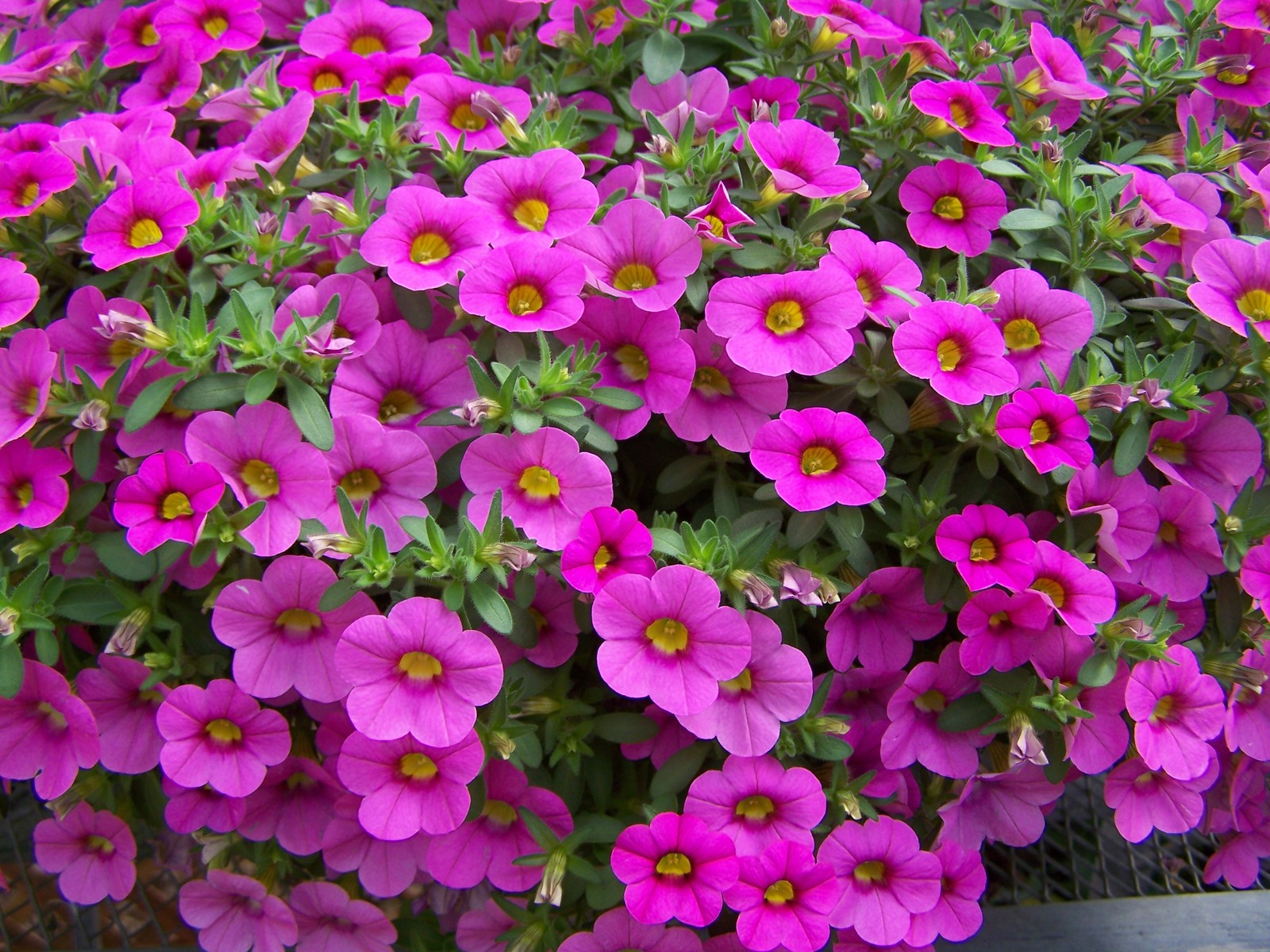 Million%20Bells%20Brilliant%20Pink.jpg