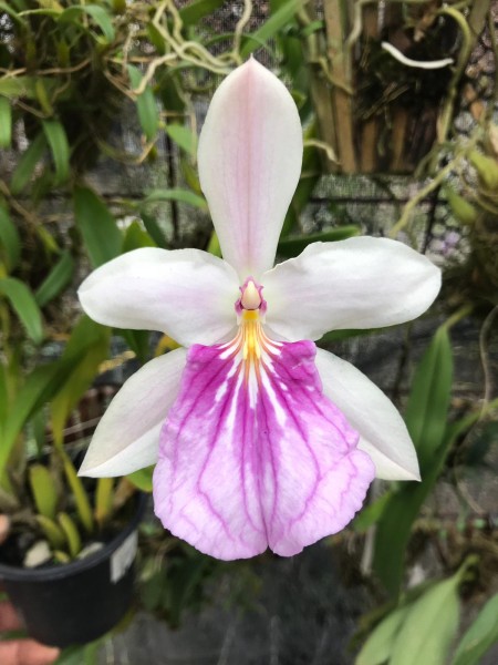 Milt-spectabilis-var-schunckii-2_600x600.jpg