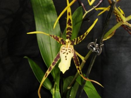 MiltassiaToskana56f3f29ec5c89.jpg