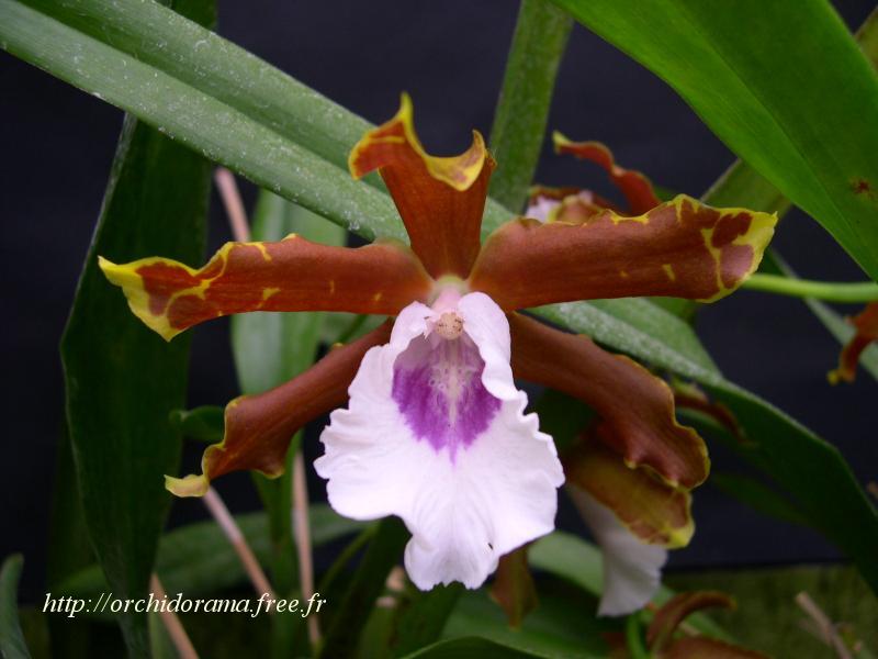 Miltonia%20candida04-2.JPG