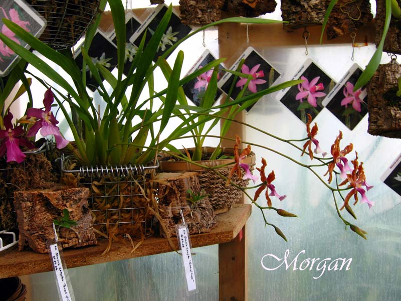 Miltonia%20clowesii%2001.jpg