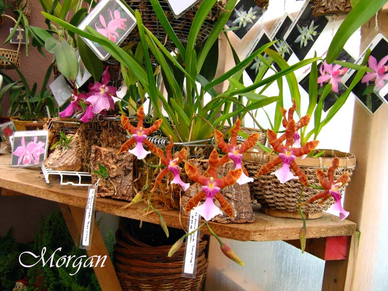 Miltonia%20clowesii%2003.jpg